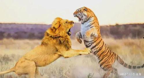 国产鸡类狮子养老虎视频,鸡类狮子养老虎，罕见生态互动引热议