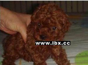 虐泰迪视频在线看国产