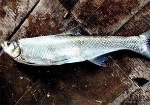 国产翘嘴竿推介视频